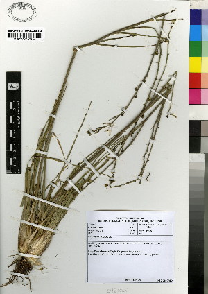  (Asphodelus fistulosus - JSB-0585)  @13 [ ] CC BY-NC-SA (2012) Mamadi Theresa Sethusa University of Johannesburg