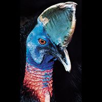 Common, or southern, cassowary (Casuarius casuarius).