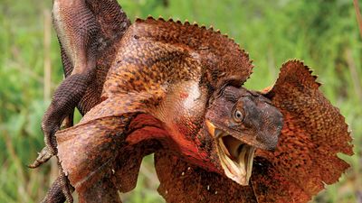 Frilled lizard (Chlamydosaurus kingii), Australia (reptile). Membrane around neck is raised when animal is threatened or surprised. (animal behavoir, behavioral response)