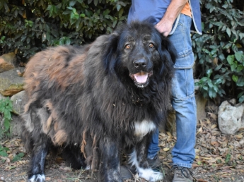 La storia di Ofelia, a cui la burocrazia ha negato una famiglia. E quei 200 cani che rischiano la stessa sorte