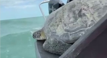 Una tartaruga marina verde di 90 kg di nome J.P. Saul è stata rilasciata in oceano giovedì 6 marzo, dopo essersi ripresa dall'amputazione della pinna.
Il mese scorso, due pescatori avevano notato una tartaruga ferita rimasta impigliata in una trappola per granchi al largo delle Florida Keys, negli USA, e si erano rivolti al Turtle Hospital per chiedere assistenza. Il centro le ha provate tutte per provare a curare l'animale con antibiotici e altre terapie non invasive, ma sfortunatamente non si è potuta evitare l'amputazione della pinna, come ha affermato il Turtle Hospital in una dichiarazione.
Dopo una straordinaria convalescenza, JP è stato quindi riportato in acqua con l'assistenza della stazione Marathon della Guardia costiera statunitense. (Storyful)