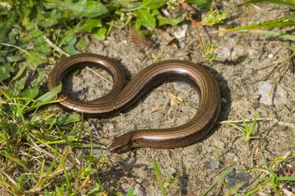 Anguis fragilis