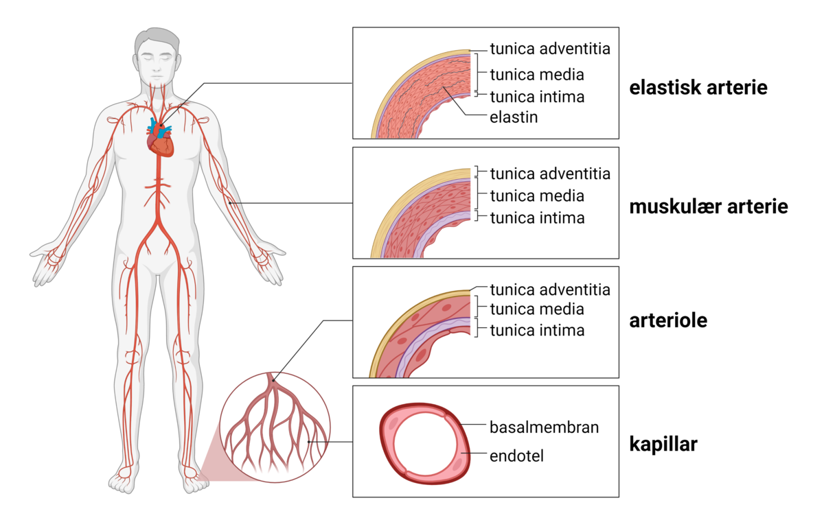 Arterier