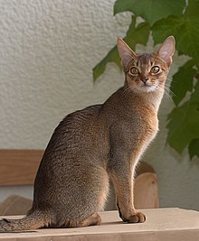 Photo d’un chat de race inhabituelle assis de profil sur une table, tête tournée vers l’objectif, au pelage gris-brun.