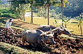 De-kalabaw na pag-aararo ng hagdan-hagdang palayan sa Java