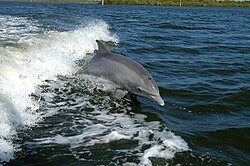 Pudeļdeguna delfīns (Tursiops truncatus)