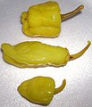 Peperoncini (Capsicum annuum)