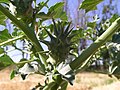 Datura ferox