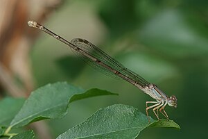 Female Ceriagrion glabrum