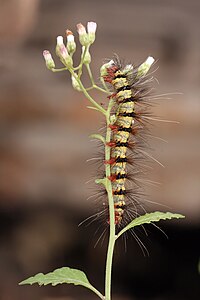 Arctiidae family caterpillar