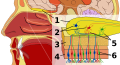 Cellules neurosensorielles et bulbe olfactif