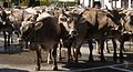 Cow market in Switzerland