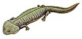 Dvinosaurus parvus