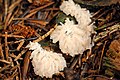 Ceratiomyxa fruticulosa