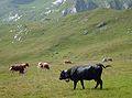 Eringer and Simmentaler on alp pasture (Engstligenalp) Category:Transhumance in the alps