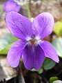 Violette odorante