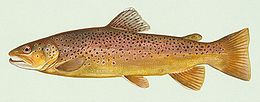 Margasis upėtakis (Salmo trutta fario)