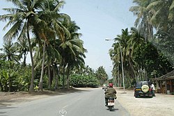 Pohon kelapa di wilayah pantai Salalah