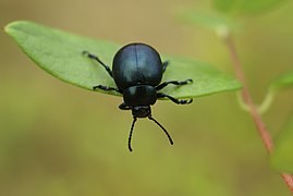 Kakalardoa, Timarcha tenebricosa