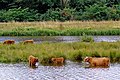 El Vecht prop de Hardenberg