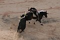 Pablo Hermoso de Mendoza à Arles, pose de La Rose