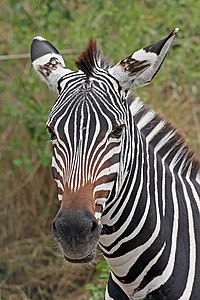 Zebra portrait