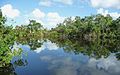 Image 11The New River near its estuary into the Caribbean Sea (Corozal District, Belize)