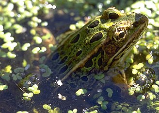 Green leopard frog