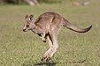 kangaroo