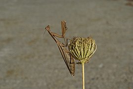 Marisorgina (Mantis religiosa)