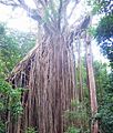 Curtain Fig Tree