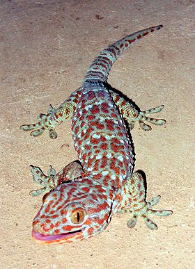 Gekko gecko em Vang Vieng, no Laos