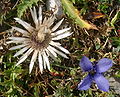 Carlina acaulis and Gentianopsis ciliata