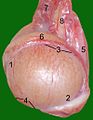 Hoden, Nebenhoden und Samenstrang eines Katers: 1 Kopfende 2 Schwanzende 3 Nebenhodenrand 4 freier Rand 5 Hodengekröse 6 Nebenhoden 7 Geflecht der Hodenarterie und -vene 8 Samenleiter