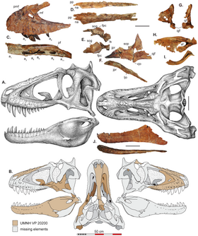 Greyscale reconstruction of a skull viewed from the left and from above; various fossils of skull bones appear above, and are highlighted in brown on silhouettes of the skull below