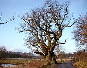 Gällstaöeken, december 2011a