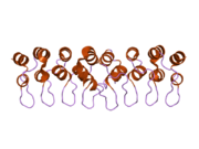 1ymp: The Crystal Structure of a Partial Mouse Notch-1 Ankyrin Domain: Repeats 4 Through 7 Preserve an Ankyrin Fold