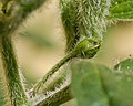 Rukutu flower bud with many trichomes, characteristic that gives this species its name