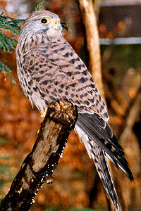 Falco tinnunculus