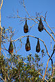 Graukopf-Flughunde im Royal Botanic Gardens, Sydney