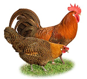 Haushénger (Gallus gallus domesticus)