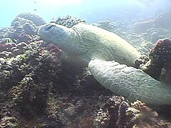 Soepschildpad (Chelonia mydas)