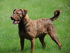 Brown Chesapeake Bay Retriever