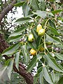 Branche portant les fruits (drupes) de Spondias mombin.