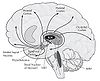 Bases neurobiologiques de la conscience