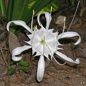 Pancratium zeylanicum