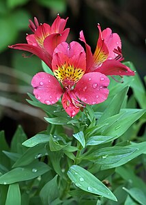 Alstroemeria x hybrida Peruvian Lily