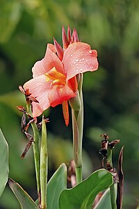 Canna (plant)