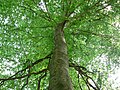 Fagus grandifolia, vrsta iz Sjeverne Amerike