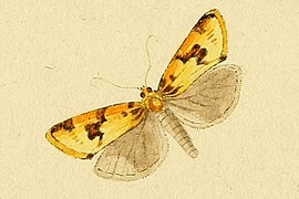 Aphelia peramplana.jpg